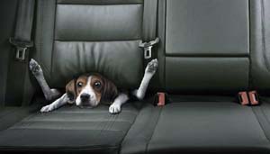 There's a dog in my seat